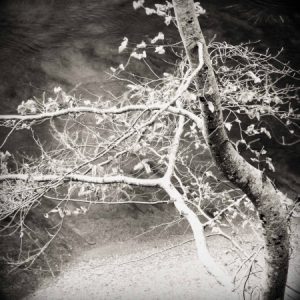 Profile photo of Shona Grant