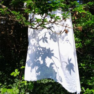 Profile photo of Theresa Lynn