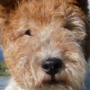 Profile photo of Jill McIntosh