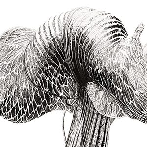 Profile photo of Marianne Hazlewood