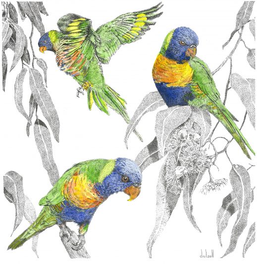 Rainbow Lorikeets