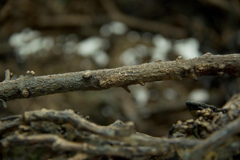 E735EC30-E1B7-4466-AF77-87B2308338B9