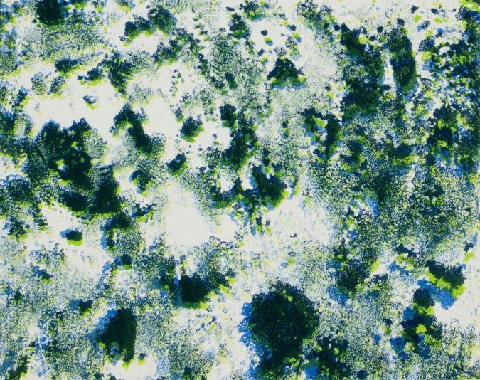 Lichen Swirl, 2021, 27 x 23 cm, Lithograph