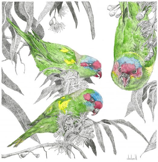 Musk Lorikeets