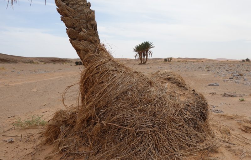 Lin Li MOROCCO still