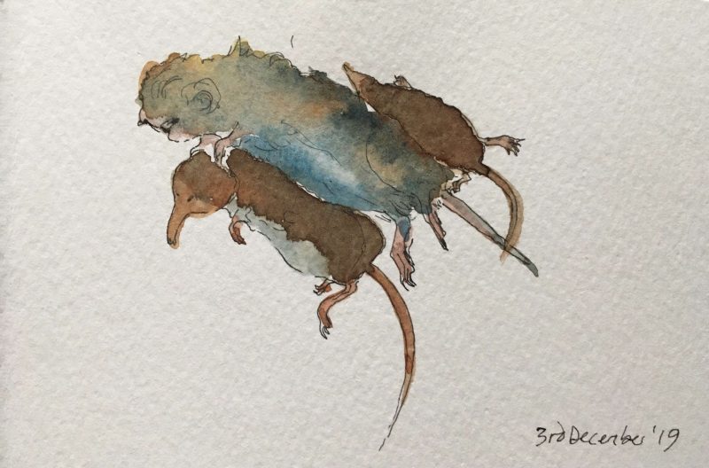 Vole, shrew mouse kb