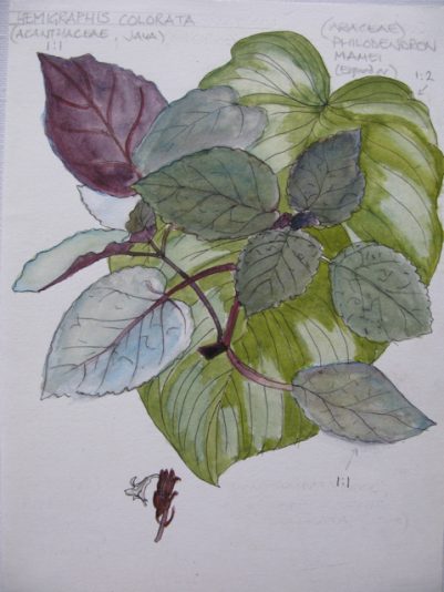 SL Plants Hemigraphis Colourata and Philodendron Mamei 2
