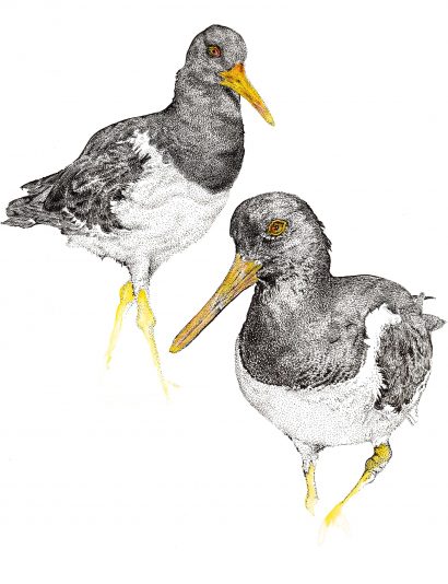 oyster-catchers-paired-with-goldweb